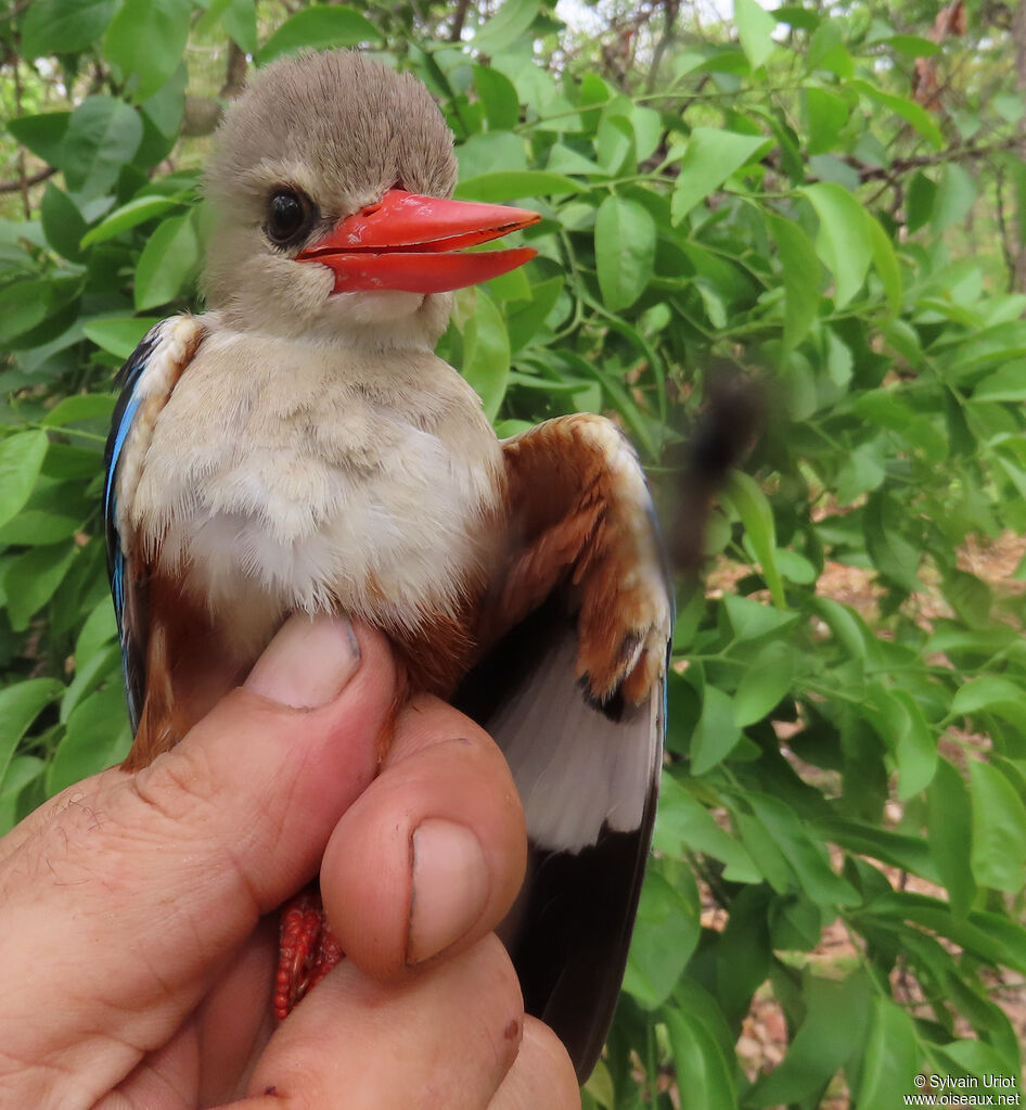 Grey-headed Kingfisheradult