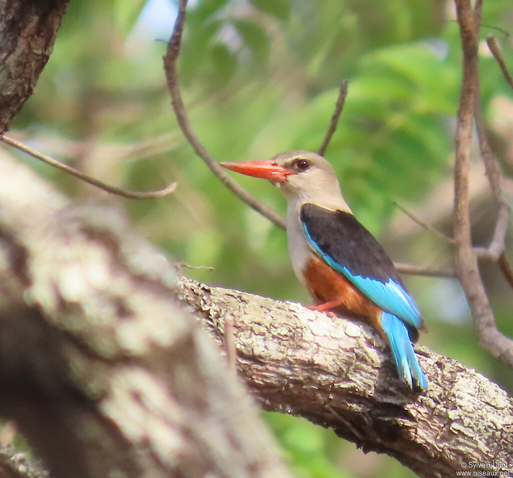 Grey-headed Kingfisheradult