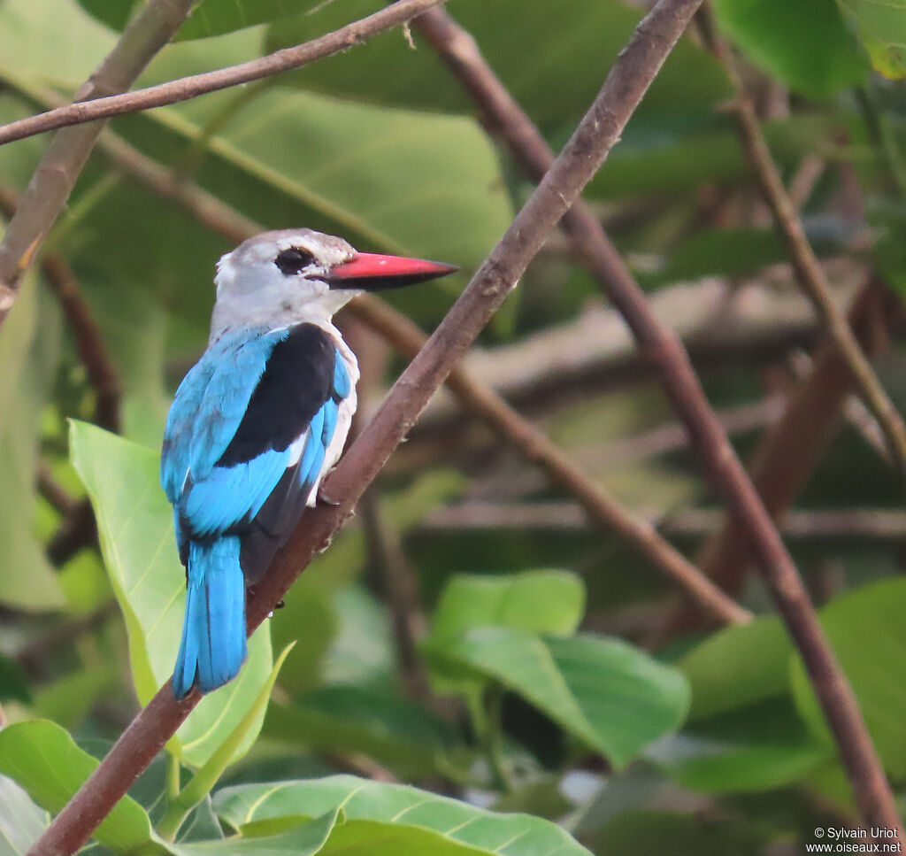 Woodland Kingfisheradult