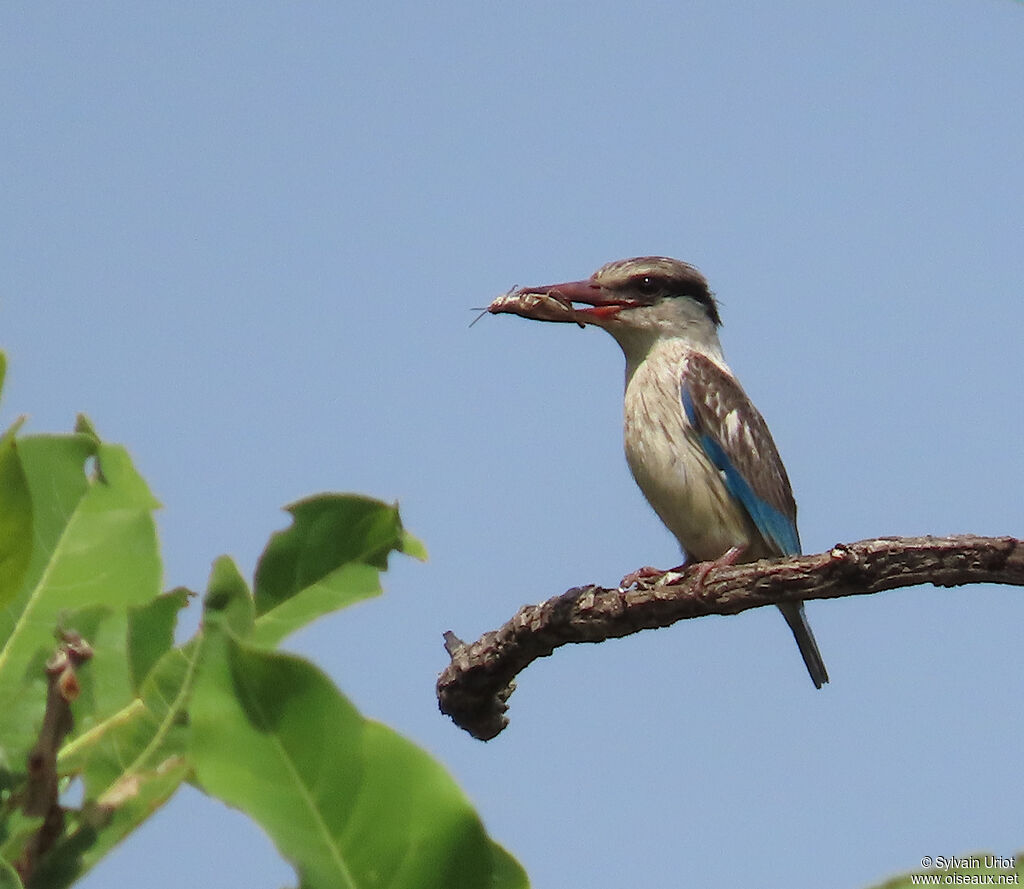 Striped Kingfisheradult
