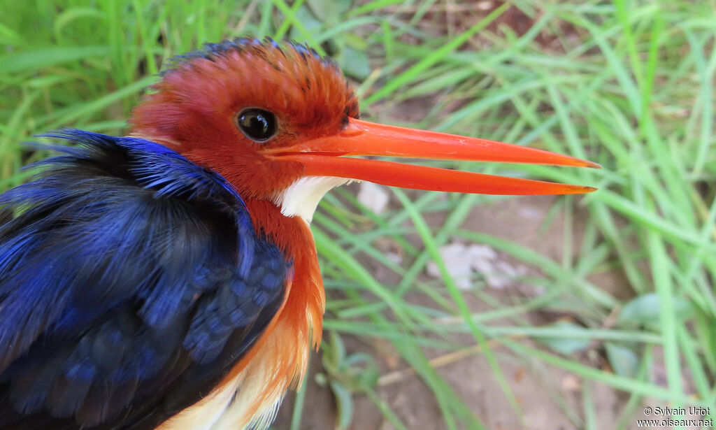 White-bellied Kingfisheradult