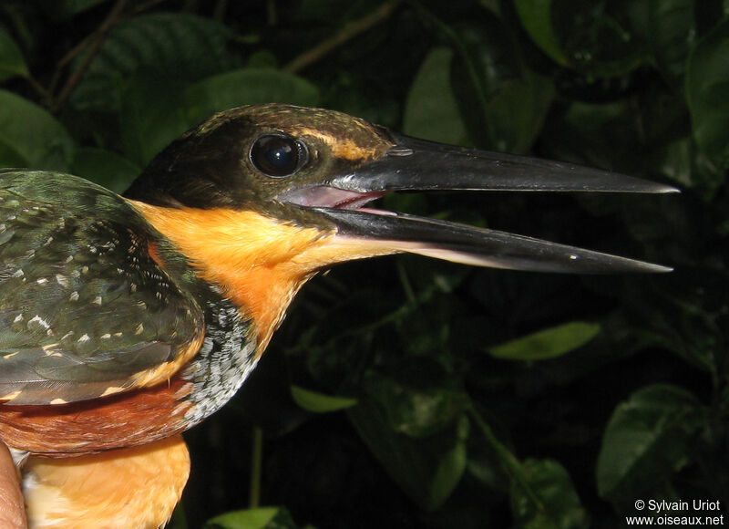 Green-and-rufous Kingfisher female adult