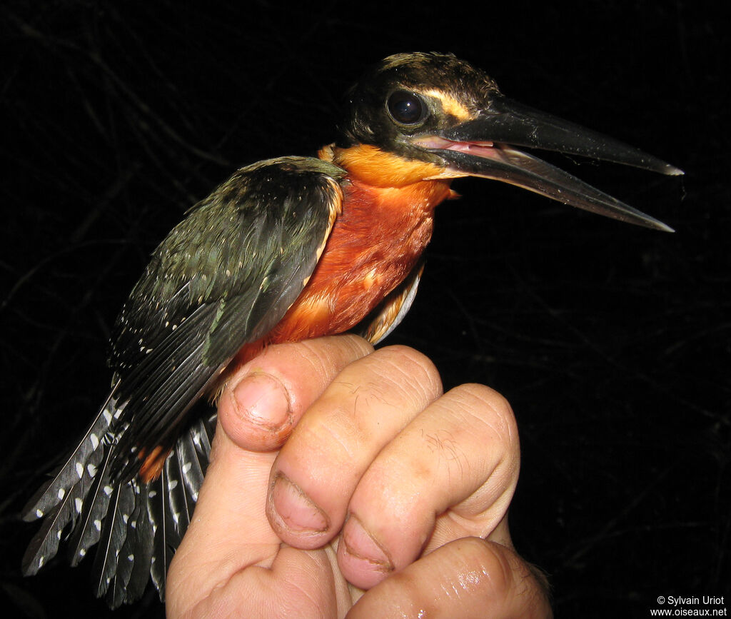 Martin-pêcheur bicolore mâle adulte