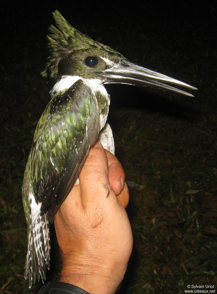 Martin-pêcheur d'Amazonie