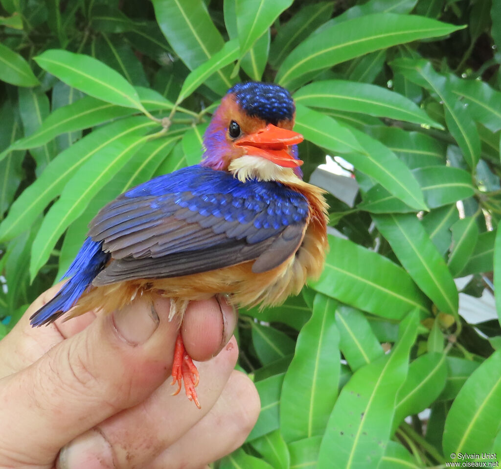 African Pygmy Kingfisheradult