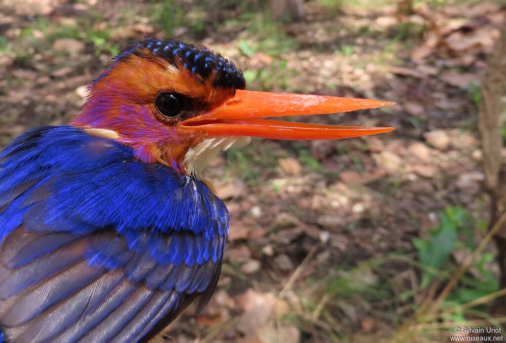African Pygmy Kingfisheradult