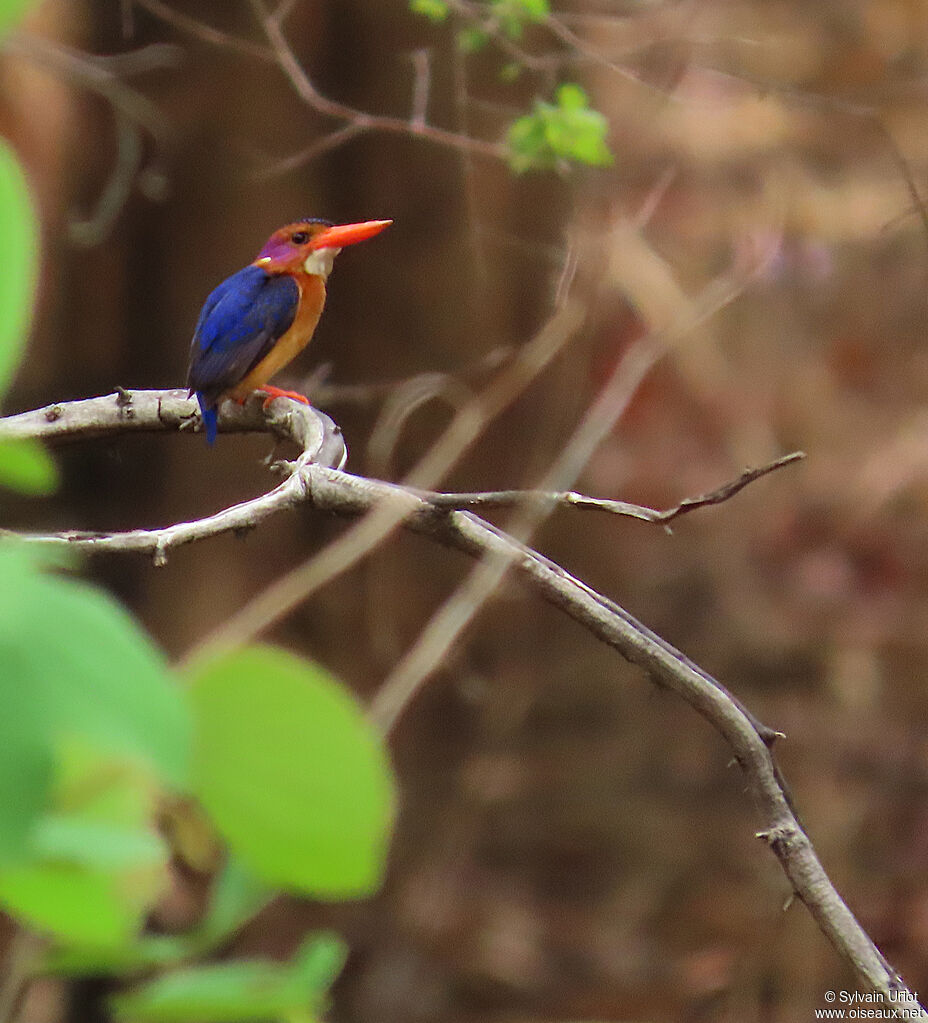 African Pygmy Kingfisheradult