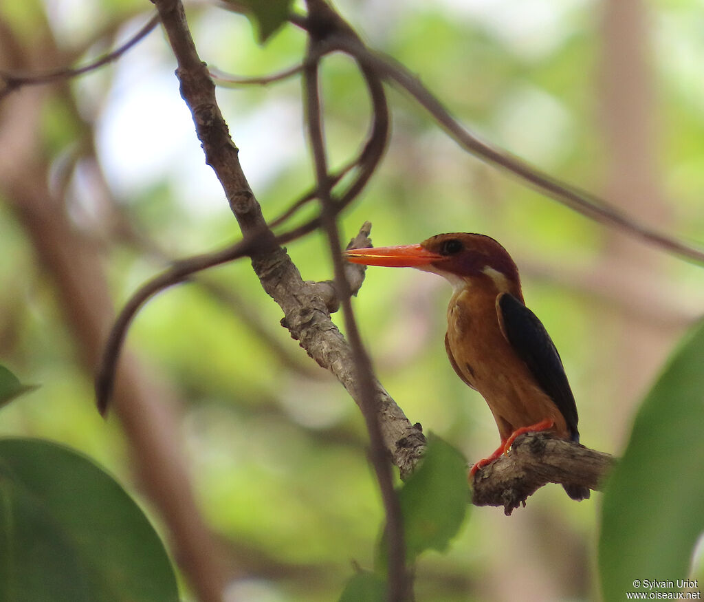 African Pygmy Kingfisheradult