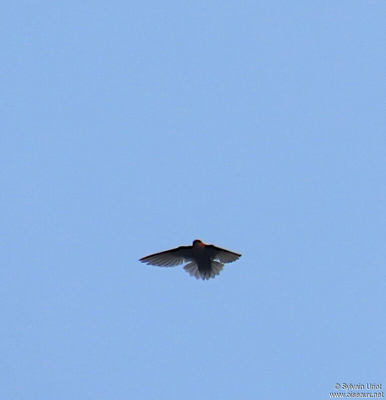 Chestnut-collared Swift male adult