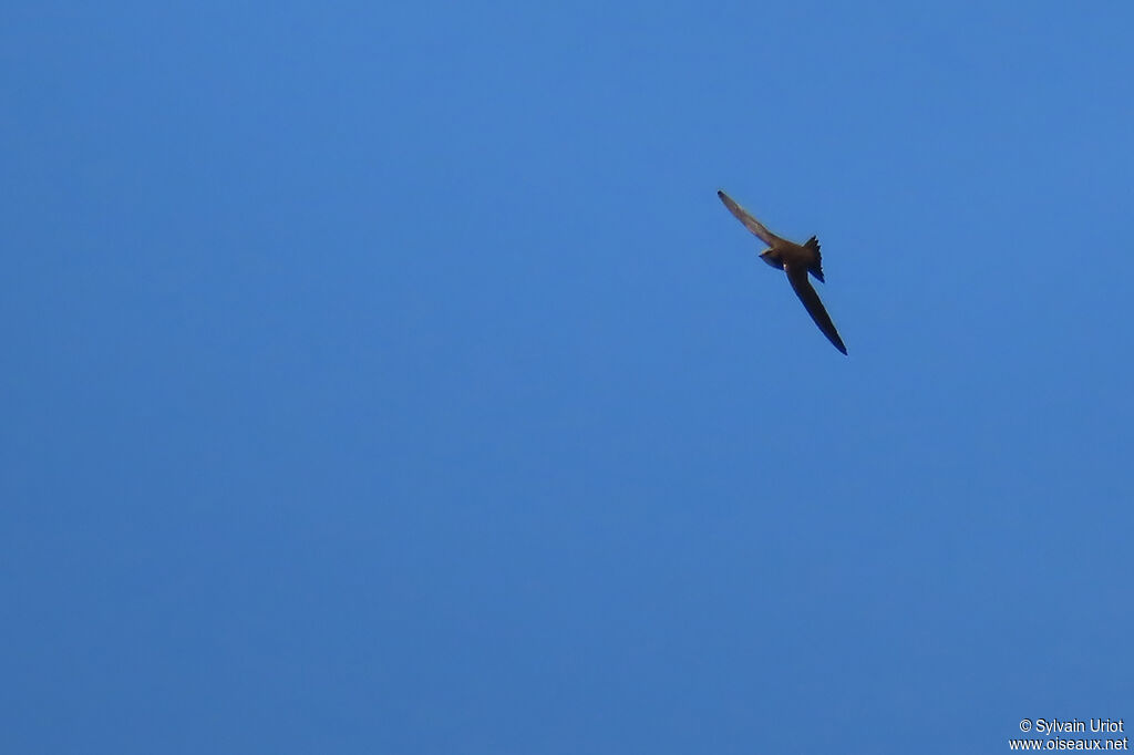 Alpine Swift
