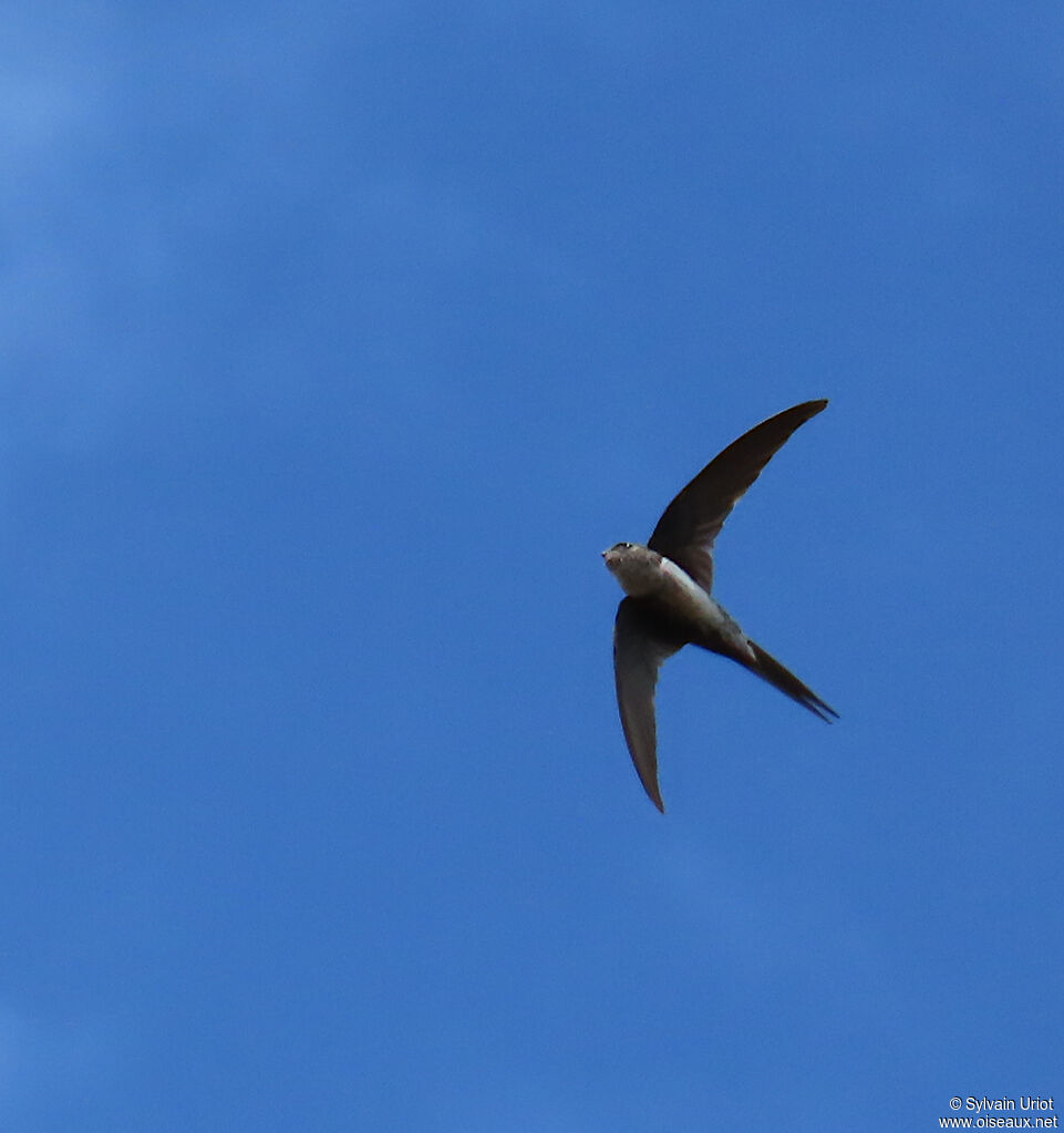 Fork-tailed Palm Swiftadult