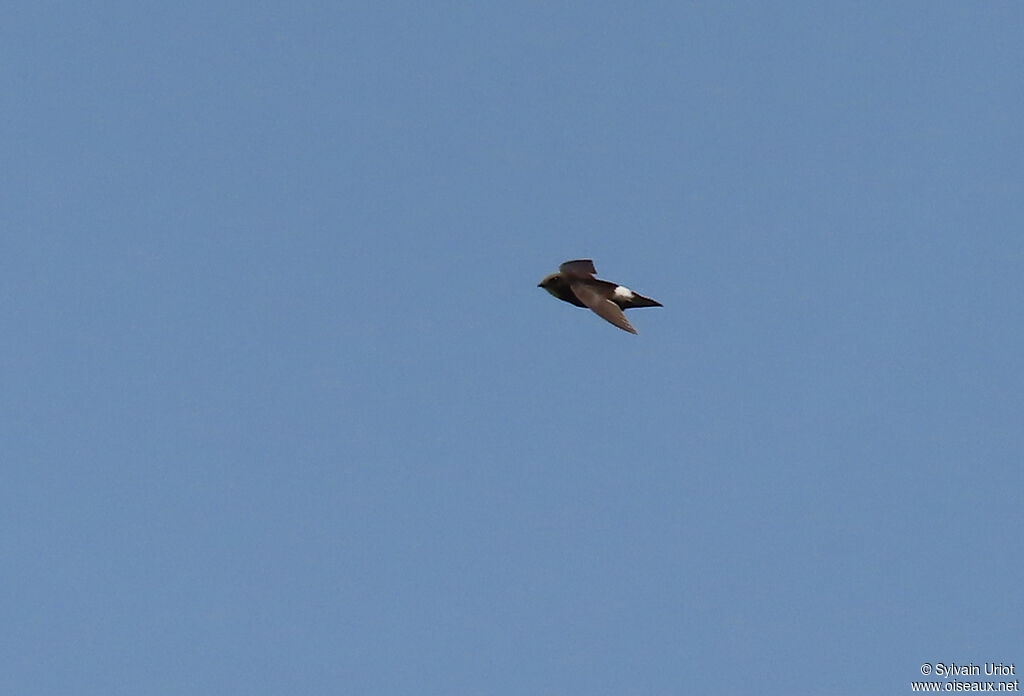 Little Swiftadult