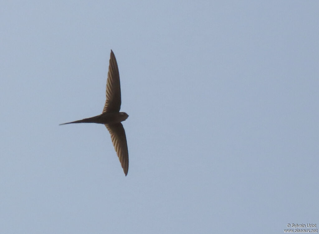 African Palm Swiftadult