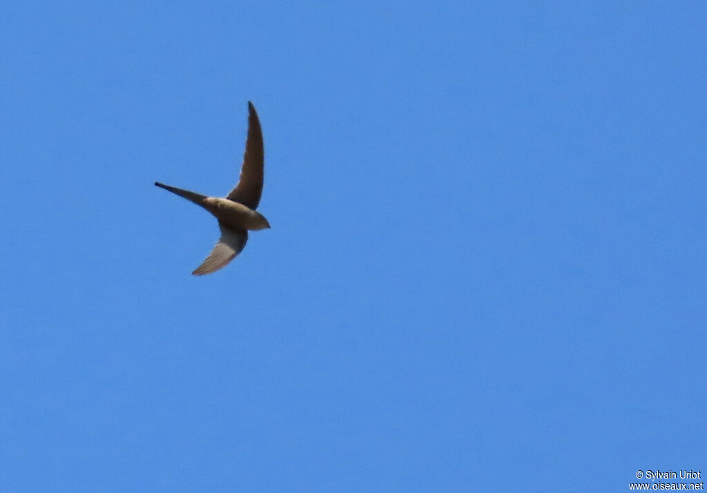 African Palm Swiftadult