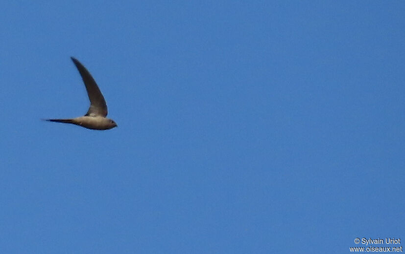 African Palm Swiftadult