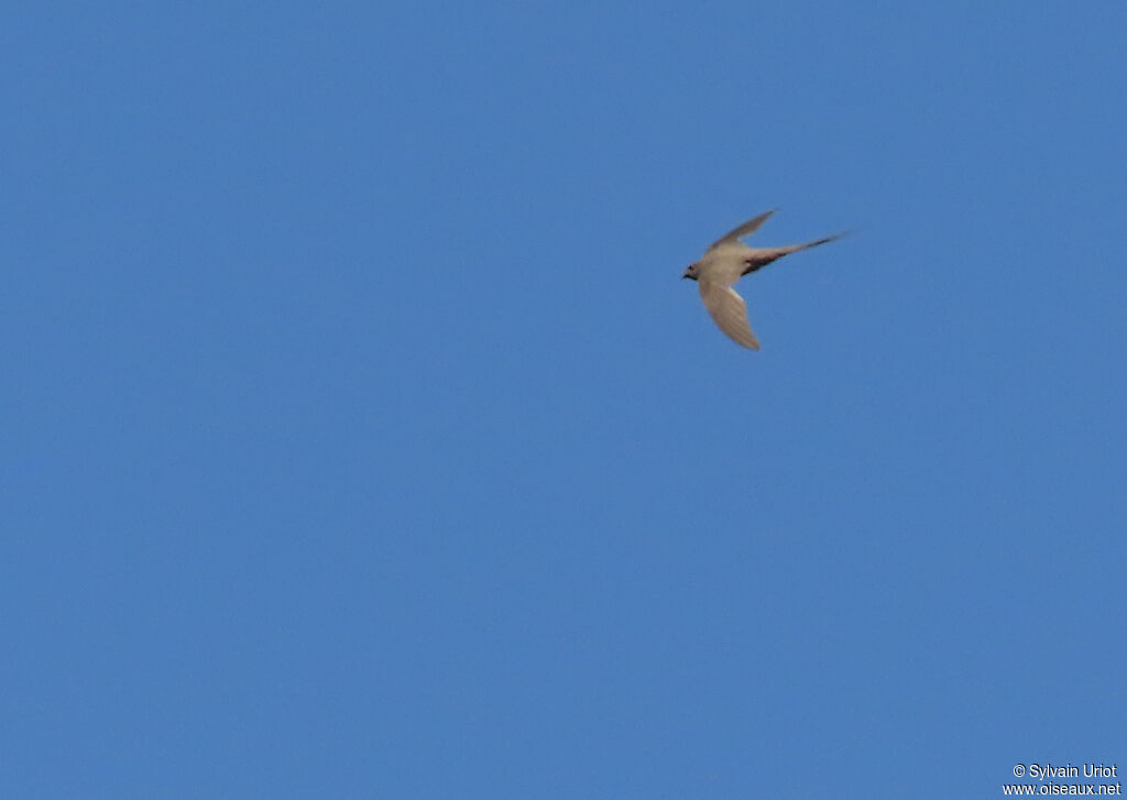 African Palm Swiftadult