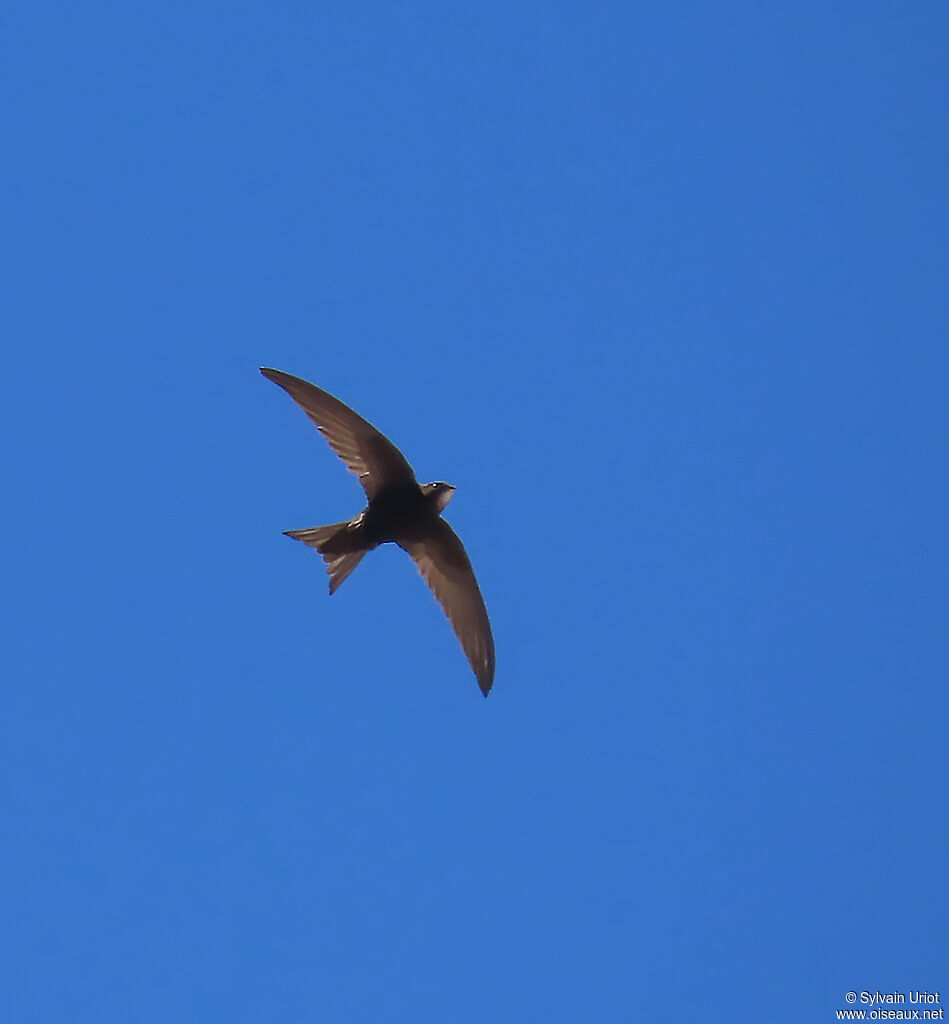 Martinet noir