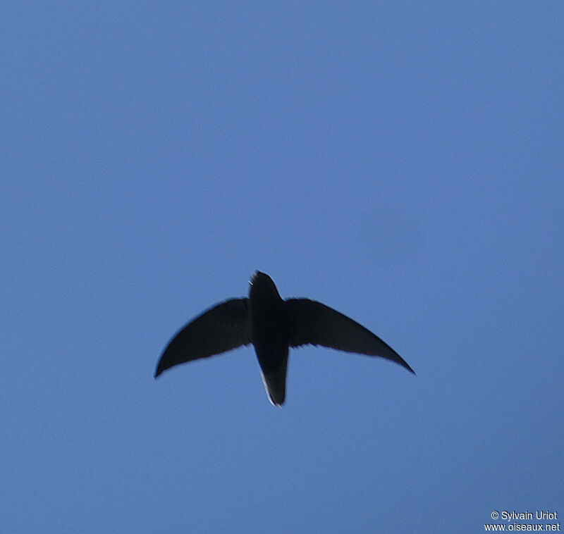 Short-tailed Swift