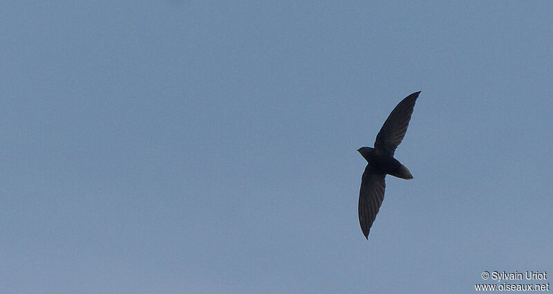 Short-tailed Swift