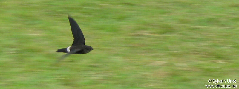 Band-rumped Swift