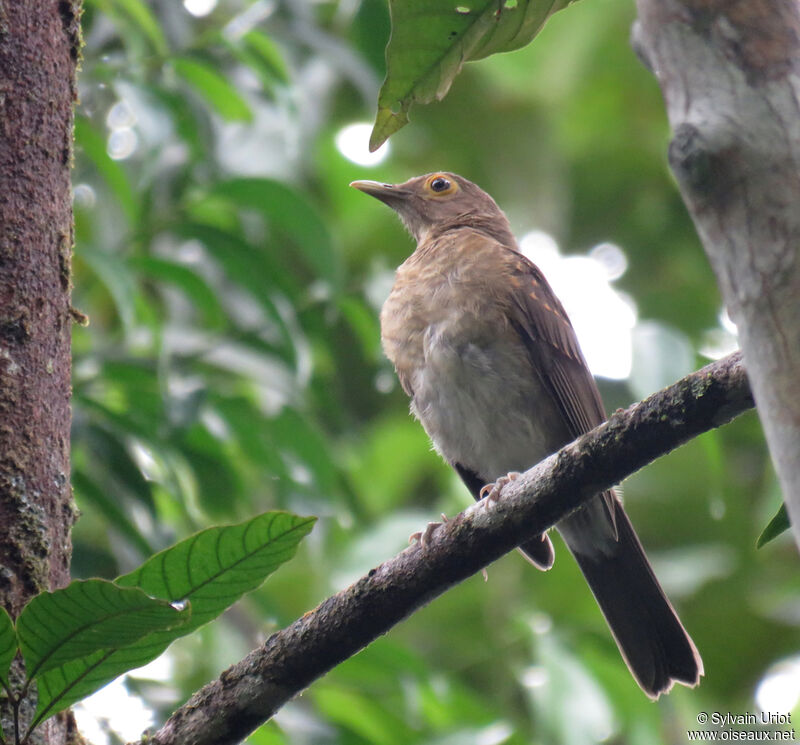 Spectacled Thrushimmature