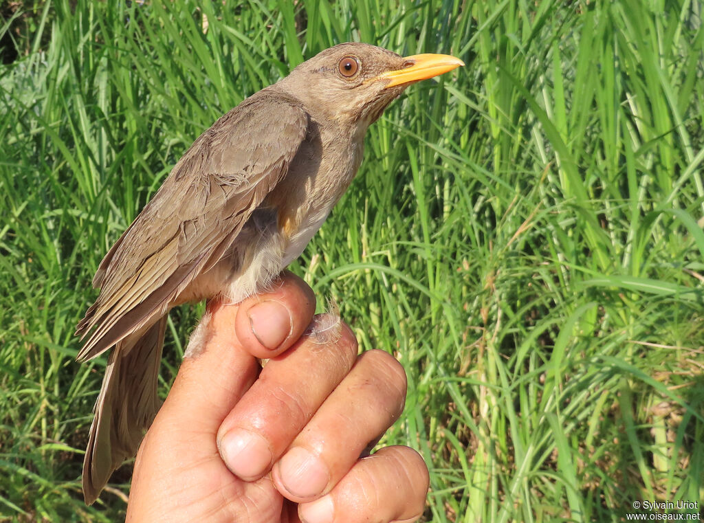 Merle africainadulte