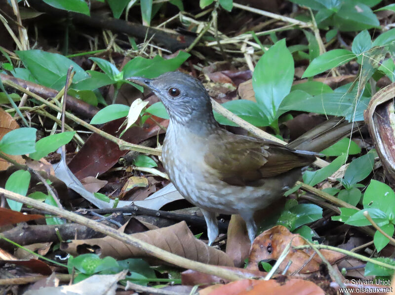 Pale-breasted ThrushSecond year