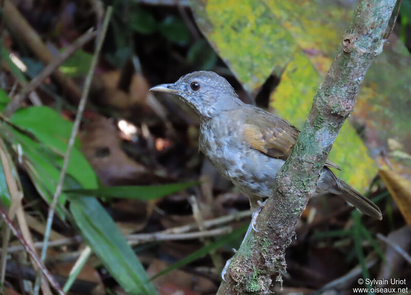 Pale-breasted Thrushjuvenile