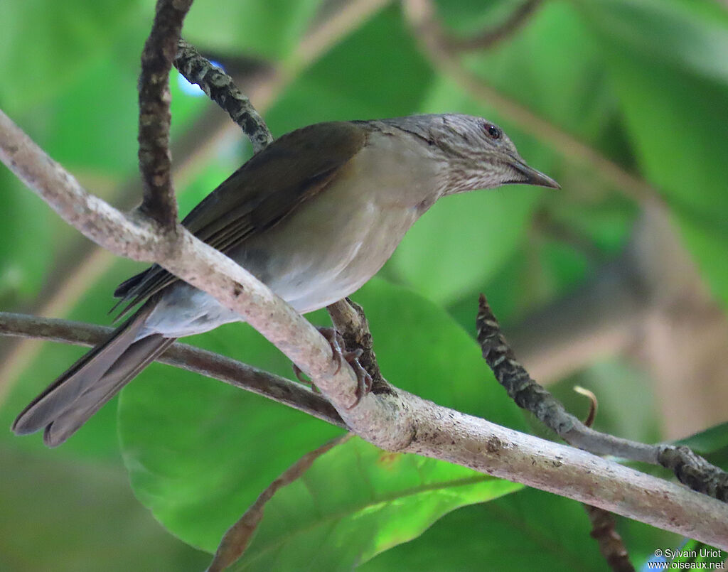 Merle leucomèleadulte