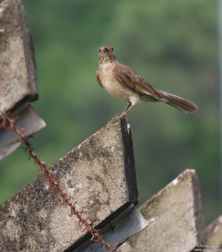 Pale-breasted Thrush