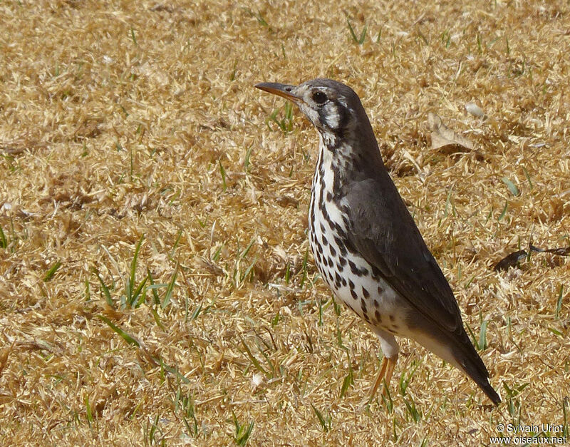 Groundscraper Thrush