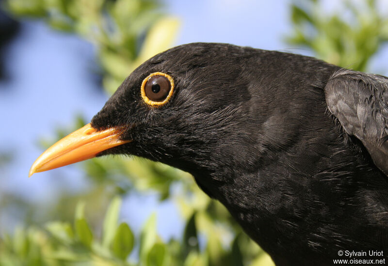 Merle noir mâle adulte, portrait