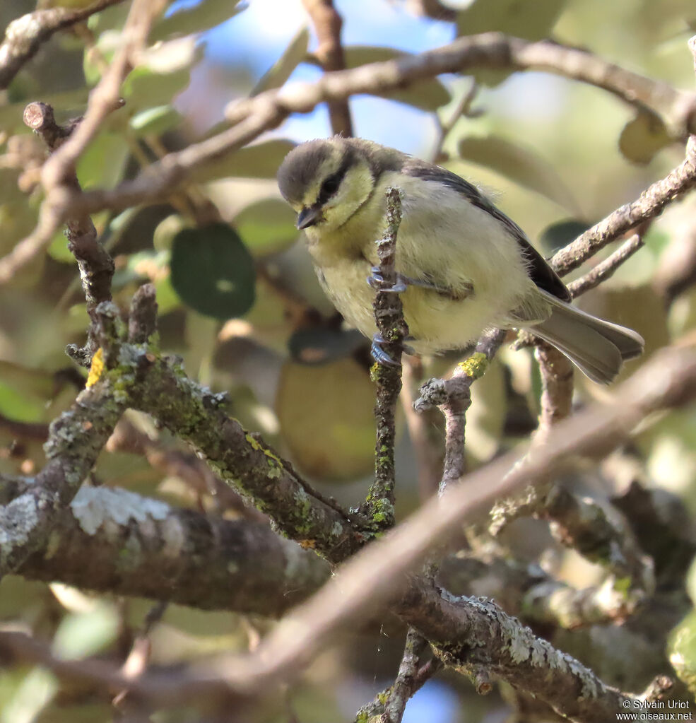 Mésange bleue