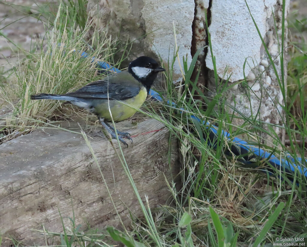 Mésange charbonnière