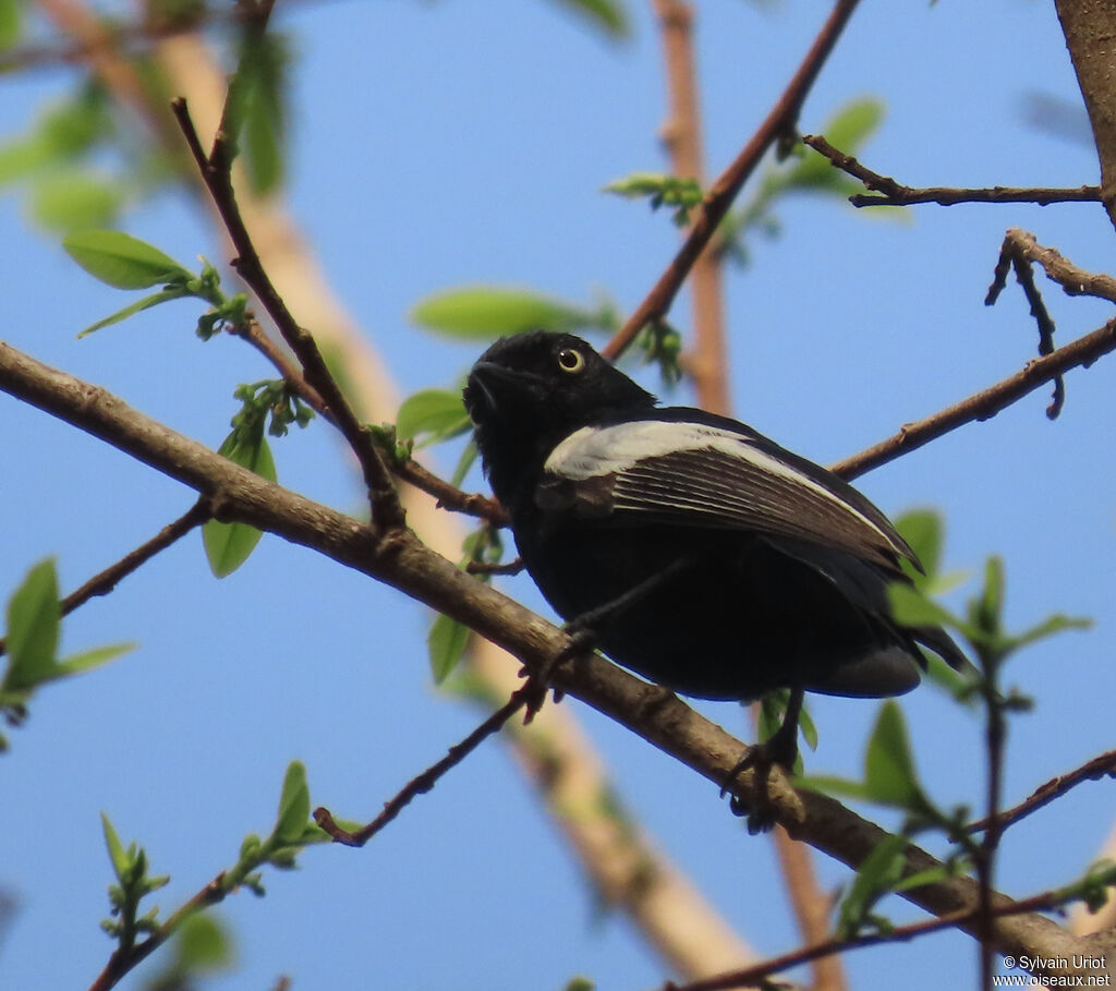 Mésange galonnéeadulte
