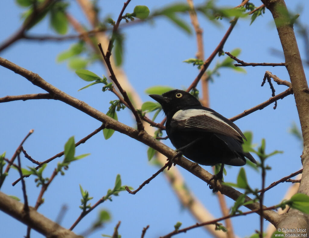 White-shouldered Black Titadult