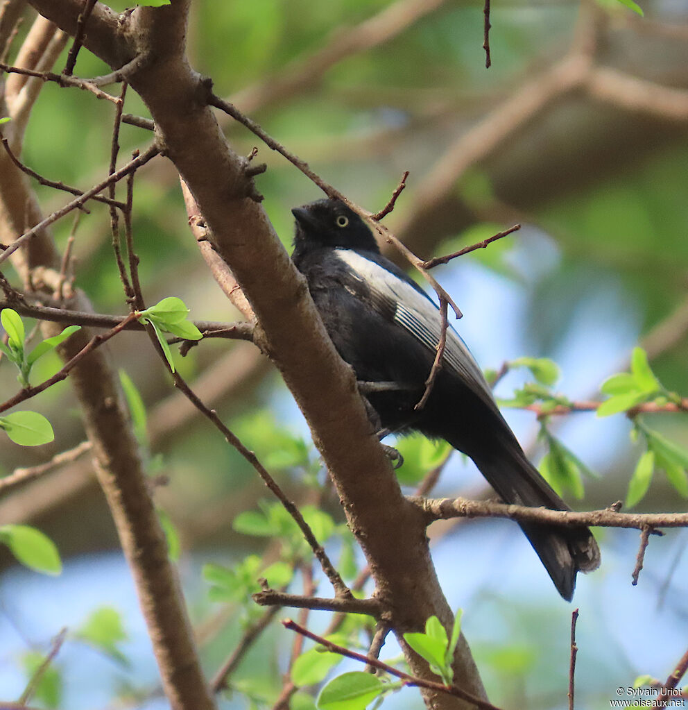 White-shouldered Black Titadult