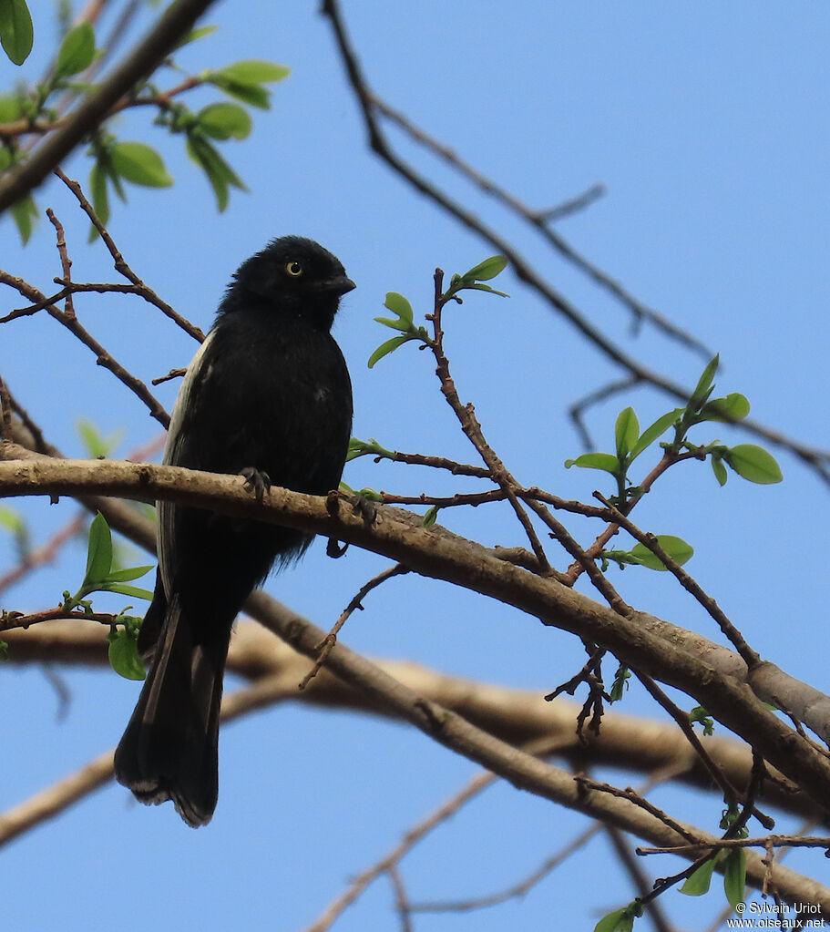 White-shouldered Black Titadult