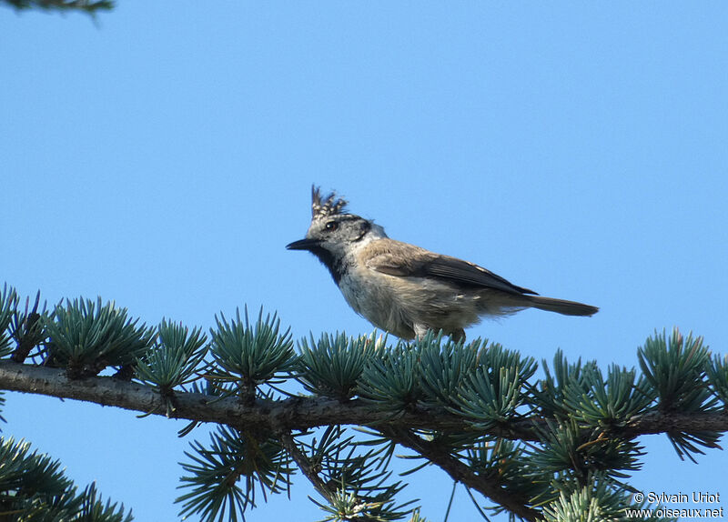 Mésange huppéeadulte