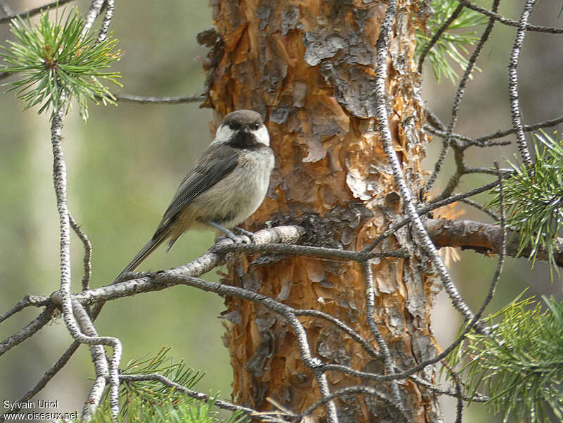 Grey-headed Chickadeeadult, habitat, pigmentation