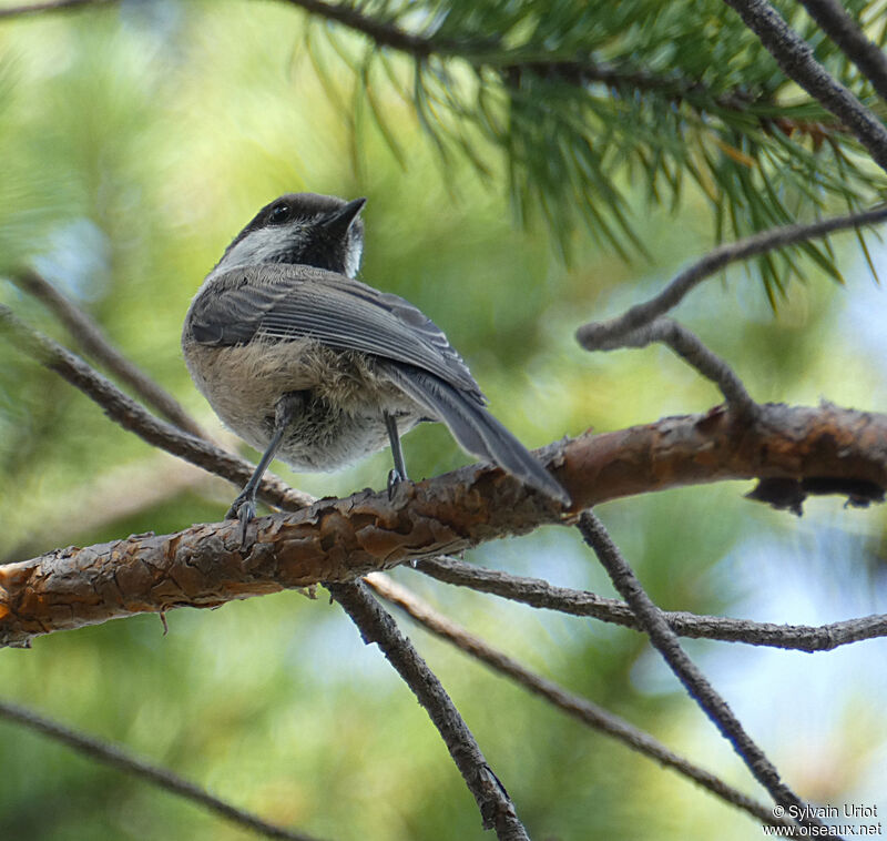 Mésange laponeadulte