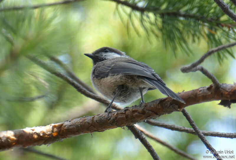 Grey-headed Chickadeeadult