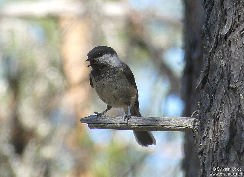 Mésange laponeadulte