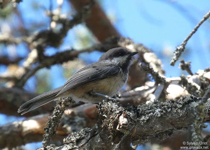 Mésange laponeadulte