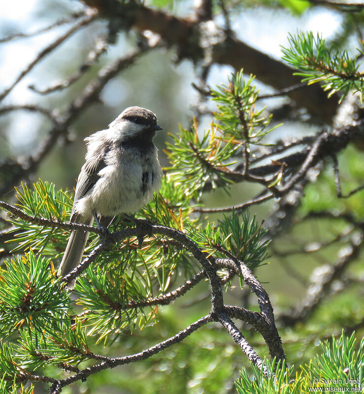 Grey-headed Chickadeeadult