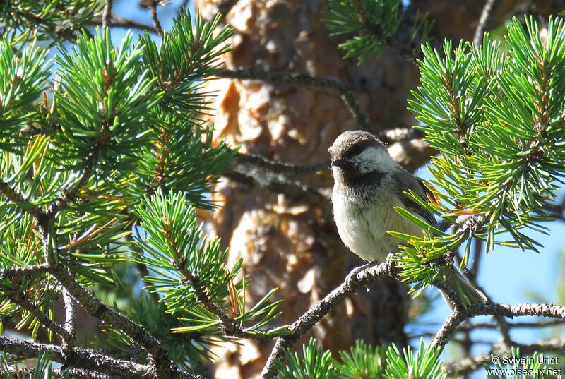 Grey-headed Chickadeeadult