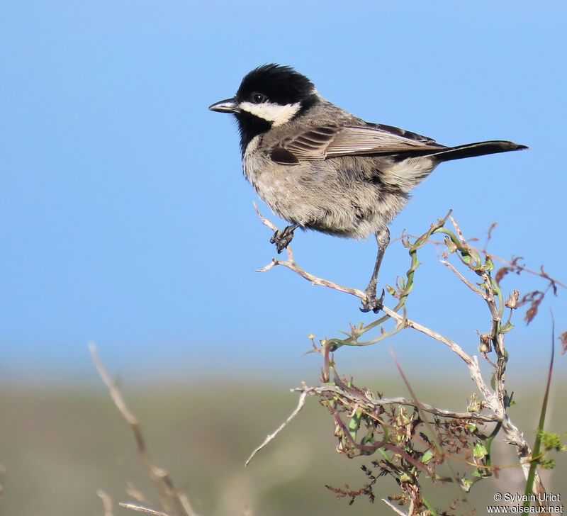 Mésange petit-deuiladulte