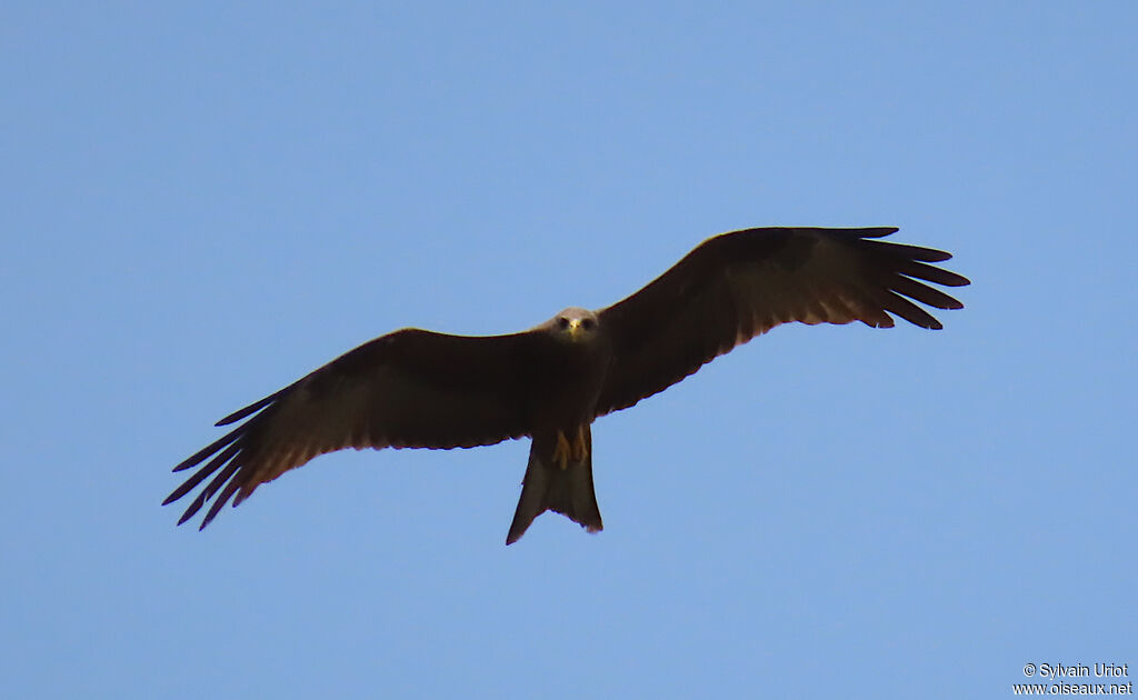 Yellow-billed Kiteadult