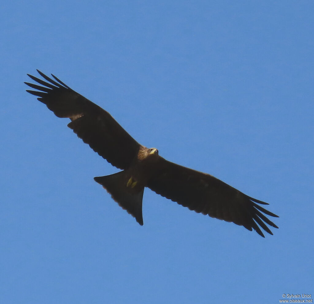 Yellow-billed Kitejuvenile