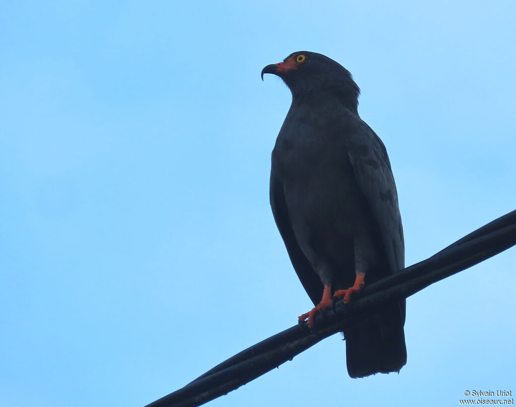 Milan à long becadulte